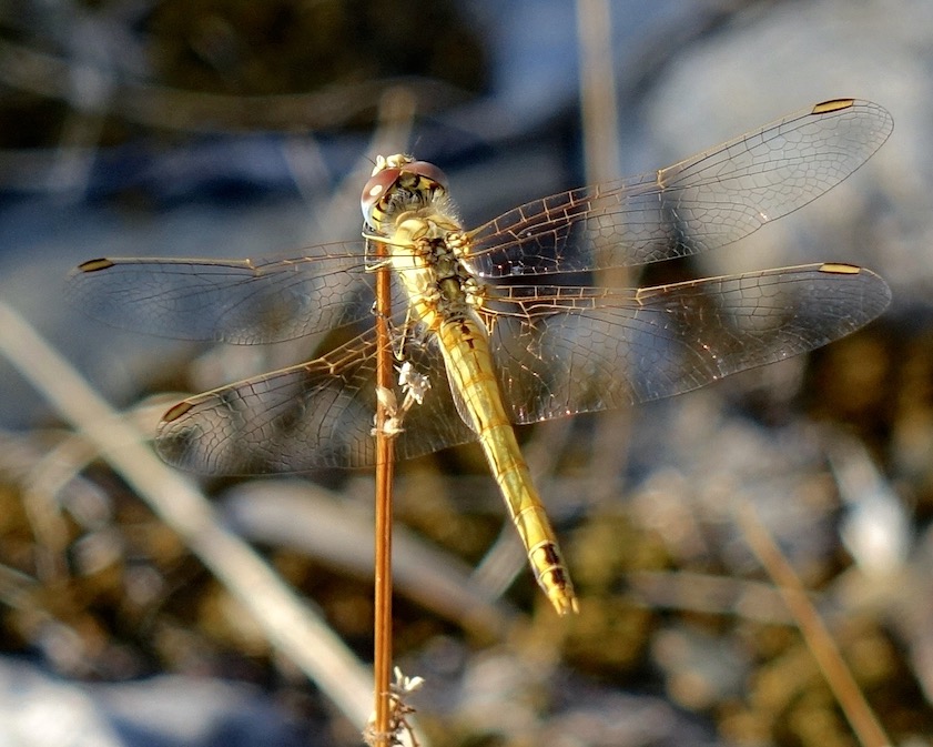 red-veined darter